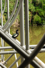 Opera de Arame - Curitiba