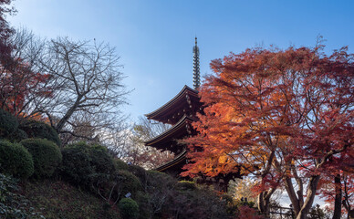 紅に染まる岡寺の塔