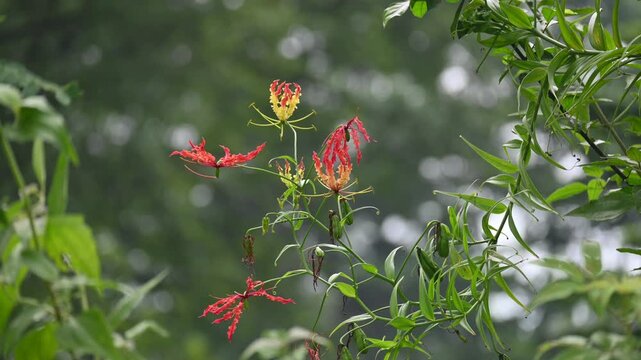 Gloriosa superba flower. Its species of flowering plant in family&nbsp;Colchicaceae. Its Common names&nbsp;flame lily, climbing lily,&nbsp;creeping lily,&nbsp;glory lily, gloriosa lily,&nbsp;tiger claw flower and&nbsp;fire lily.