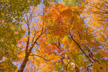 Colorful fall leaves Ottawa Autumn
