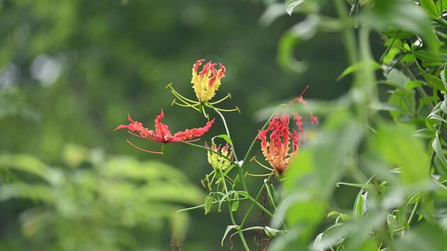 Gloriosa superba flower. Its species of flowering plant in family&nbsp;Colchicaceae. Its Common names&nbsp;flame lily, climbing lily,&nbsp;creeping lily,&nbsp;glory lily, gloriosa lily,&nbsp;tiger claw flower and&nbsp;fire lily.