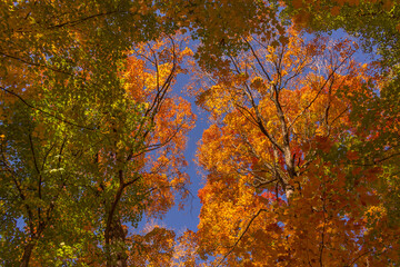 Colorful fall leaves Ottawa Autumn