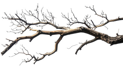 Twisted, bare branch with rough texture against black void