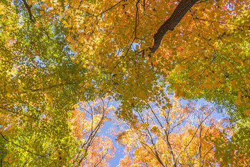 Colorful fall leaves Ottawa Autumn