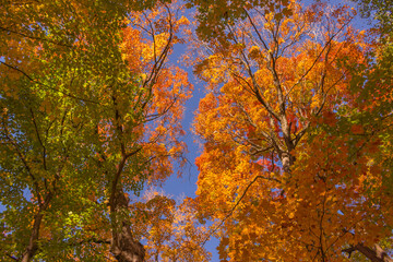Colorful fall leaves Ottawa Autumn
