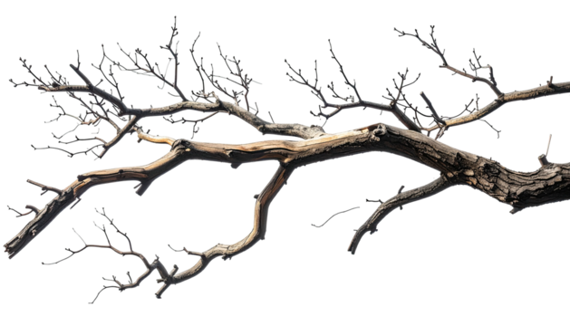 Twisted, bare branch with rough texture against black void