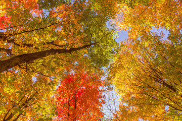 Colorful fall leaves Ottawa Autumn