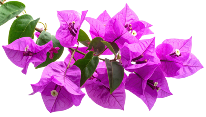 Bright pink bougainvillea blooms with deep green leaves and black bg
