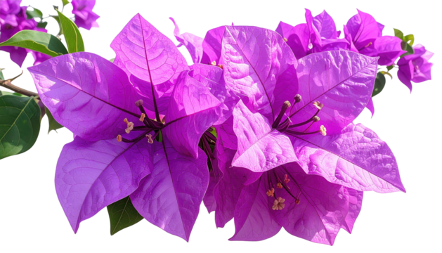 Vibrant bougainvillea bracts bloom, a floral beauty on display