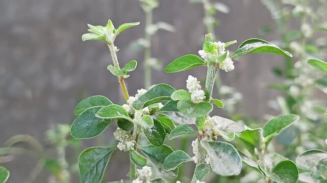 The upas-upasan plant (Aerva Lanata) has health benefits and is often used in traditional herbal medicine. Disclaimer: Always consult a health professional before using it for medicinal purposes.