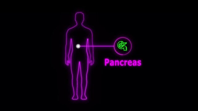 animation of Neon Human body about Pancreas, healthcare and medical science animation, presentation concept Brain and Spinal Cord on Backdrop for Medical and Technology Concepts , man icon
