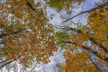 Colorful fall leaves Ottawa Autumn