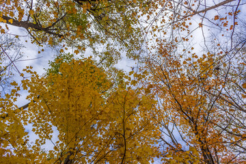 Colorful fall leaves Ottawa Autumn