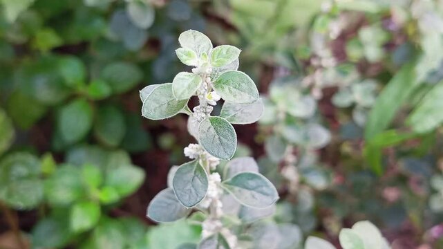 The upas-upasan plant (Aerva Lanata) belongs to the Amaranthaceae family (the spinach family) which often grows wild in yards, and is often used in traditional medicine to treat diabetes mellitus.