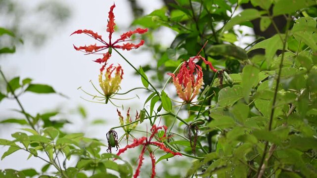 Gloriosa superba flower. Its species of flowering plant in family&nbsp;Colchicaceae. Its Common names&nbsp;flame lily, climbing lily,&nbsp;creeping lily,&nbsp;glory lily, gloriosa lily,&nbsp;tiger claw flower and&nbsp;fire lily.