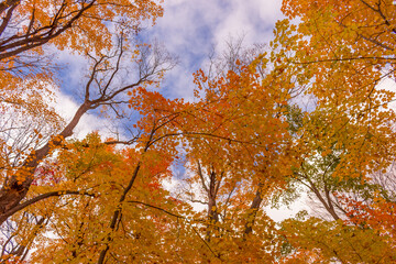 Colorful fall leaves Ottawa Autumn