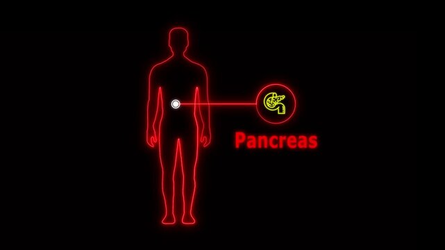 animation of Neon Human body about Pancreas, healthcare and medical science animation, presentation concept Brain and Spinal Cord on Backdrop for Medical and Technology Concepts , man icon
