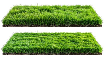 Two green grass patches on dirt, one slightly shorter than other