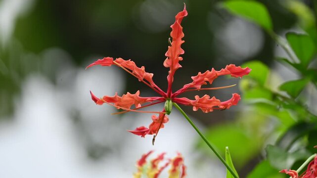 Gloriosa superba flower. Its species of flowering plant in family&nbsp;Colchicaceae. Its Common names&nbsp;flame lily, climbing lily,&nbsp;creeping lily,&nbsp;glory lily, gloriosa lily,&nbsp;tiger claw flower and&nbsp;fire lily.