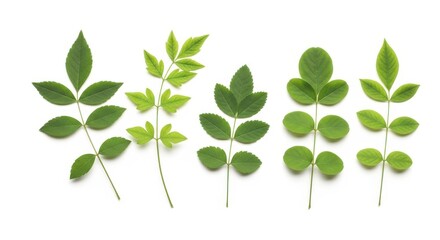 Five different green plant branches with leaves arranged on a white background
