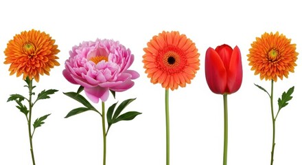 A colorful arrangement of five different flowers including chrysanthemums, a peony, a gerbera daisy, and a tulip, isolated on a white background