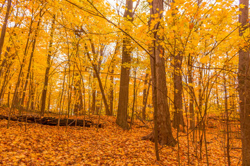 Obraz premium Colorful fall leaves Ottawa Autumn