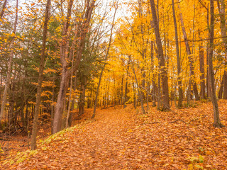 Obraz premium Colorful fall leaves Ottawa Autumn