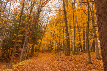 Colorful fall leaves Ottawa Autumn