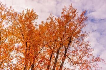 Colorful fall leaves Ottawa Autumn