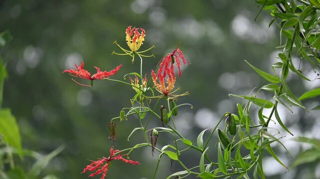 Gloriosa superba flower. Its species of flowering plant in family&nbsp;Colchicaceae. Its Common names&nbsp;flame lily, climbing lily,&nbsp;creeping lily,&nbsp;glory lily, gloriosa lily,&nbsp;tiger claw flower and&nbsp;fire lily.