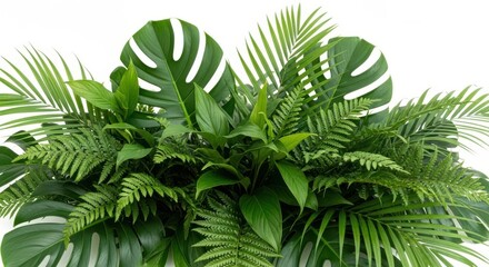 Assortment of lush green tropical plant leaves, isolated on white background