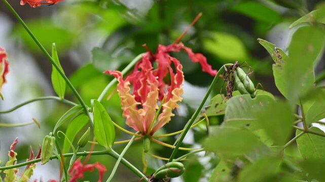 Gloriosa superba flower. Its species of flowering plant in family&nbsp;Colchicaceae. Its Common names&nbsp;flame lily, climbing lily,&nbsp;creeping lily,&nbsp;glory lily, gloriosa lily,&nbsp;tiger claw flower and&nbsp;fire lily.