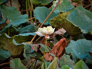 White Lotus Amid Teal Leaves - Timeless Serenity on West Lake in Hanoi, Vietnam