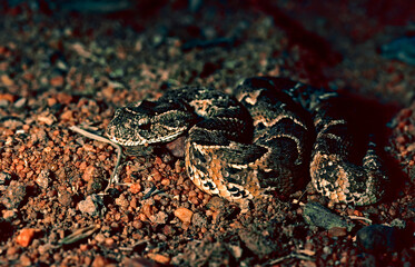 Puff adder