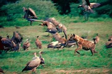 Hyena chasing vultures