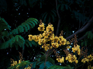 Golden Tropical Blossoms Against Deep Green on West Lake in Hanoi, Vietnam