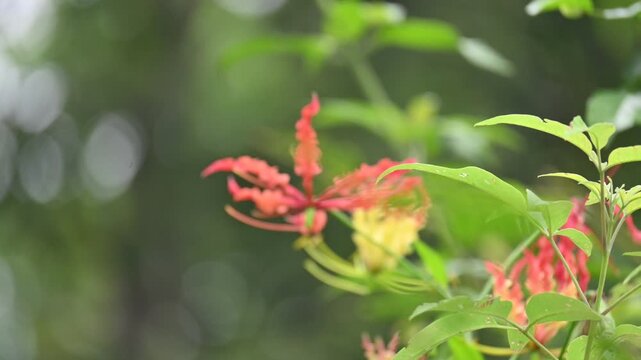 Gloriosa superba flower. Its species of flowering plant in family&nbsp;Colchicaceae. Its Common names&nbsp;flame lily, climbing lily,&nbsp;creeping lily,&nbsp;glory lily, gloriosa lily,&nbsp;tiger claw flower and&nbsp;fire lily.
