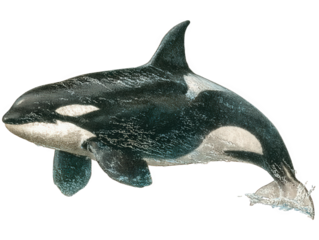 orca vintage natural history illustration, hand-colored engraving style, full-body lateral swimming pose