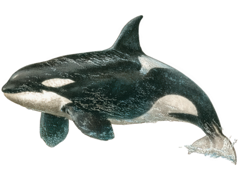 orca vintage natural history illustration, hand-colored engraving style, full-body lateral swimming pose