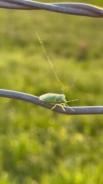 Stinkbug Crawling Across Metal Fence in the Flint Hills of Kansas