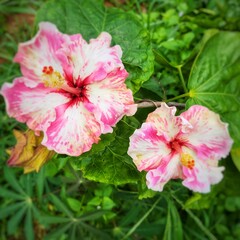 pink and white flowers