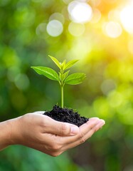A hand cradles a small sprout against a sunlit, blurred green backdrop