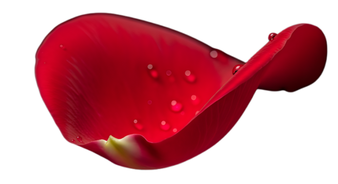 Red petal rose flower dew drops beauty love romance valentine floral nature garden blossom bloom flora on transparent background