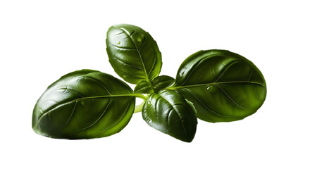 Fototapeta premium Fresh basil leaves aromatic herb culinary ingredient healthy food green plant flavorful garnish cooking basilico on transparent background