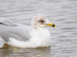 Seagull swimming and drinking water in natural habitat