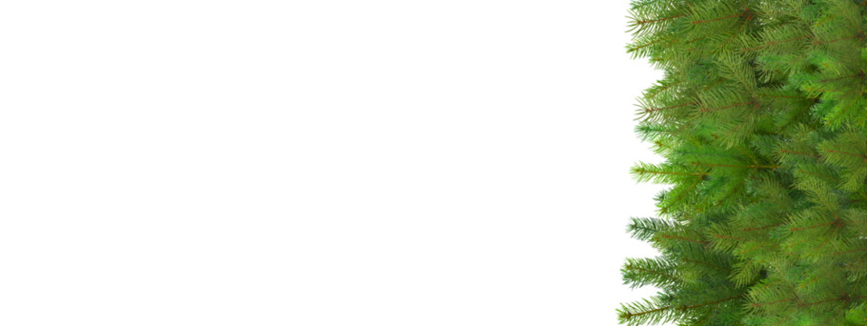 Green tree branches ready for holiday decor, isolated, PNG