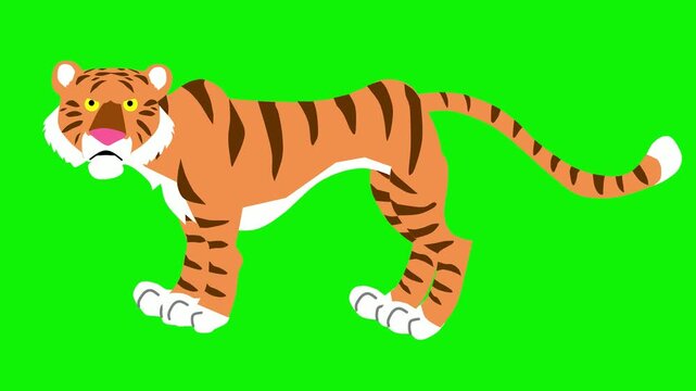 Cartoon Tiger Walking and Roaring on Green Screen -  against a vibrant green screen background.