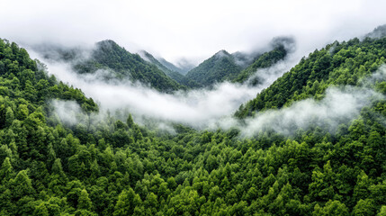 Obraz premium Lush green mountains enveloped in mist create serene and tranquil landscape