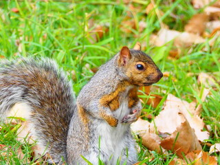 Gray squirrel on green grass collecting food in autumn park