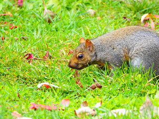 Gray squirrel on green grass collecting food in autumn park